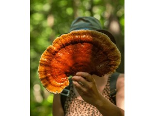 Об аллергии и грибных методиках.