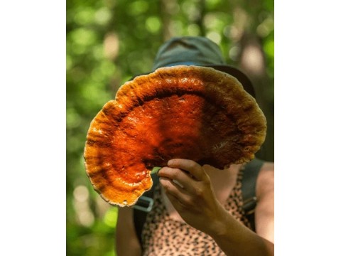 Об аллергии и грибных методиках.