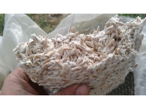 Что эффективнее лекарственные грибные БАД из плодового тела или мицелия?