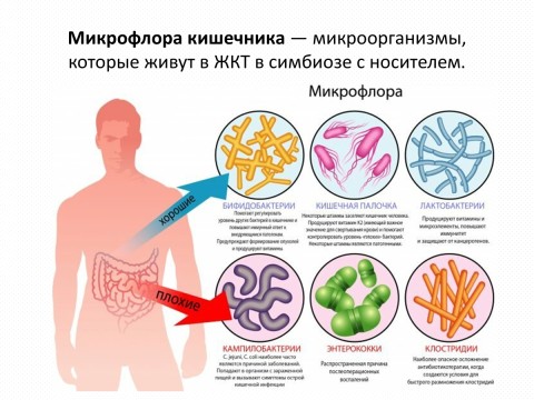 Чудесный симбиоз человека и его микрофлоры.