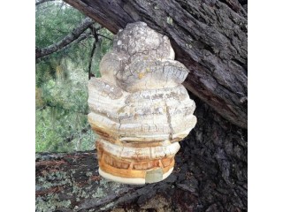 Кисты и грибы