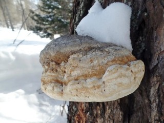 Зимняя аптека - трутовики