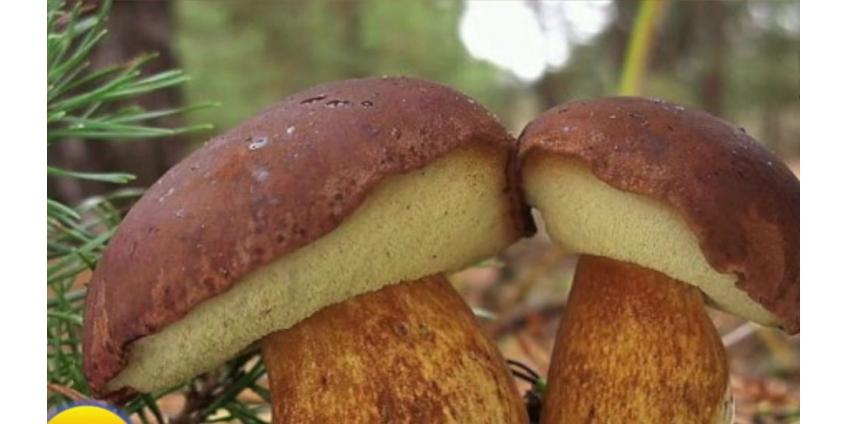 Польский гриб - лесной хамелеон