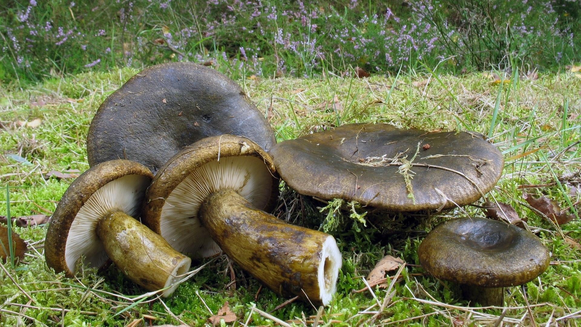 Волнушки – полезная информация о грибах