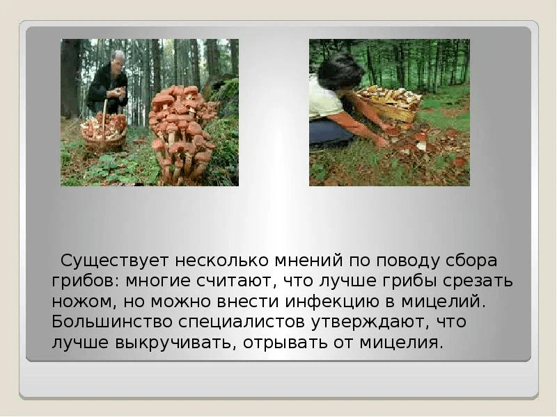 Как правильно снимать грибы